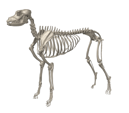 3D-printed anatomical dog skeleton
